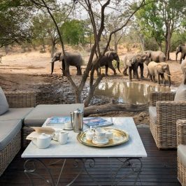 15 Melhores Lodges no Kruger Park | Safari e Alimentação Incluído